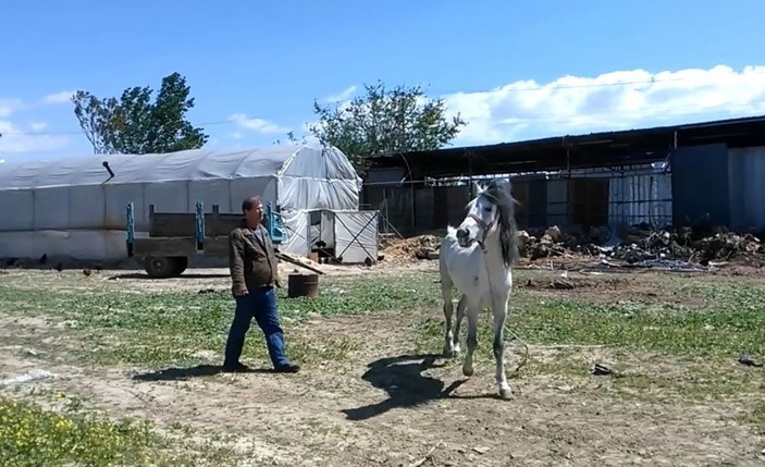 Antalya’da emekli polis, çalınan atını muhbir tutarak buldu