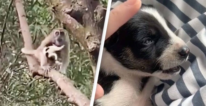 Malezya'da yavru köpek, maymun tarafından rehin alındı