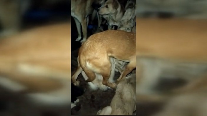 CHP'li Çankaya Belediyesi barınaktaki köpekleri ölüme terk etmeye çalıştı