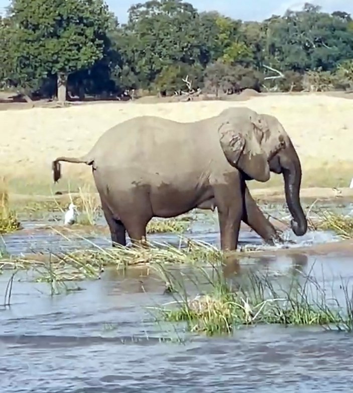 Afrika'da fil, timsahı ezerek öldürdü