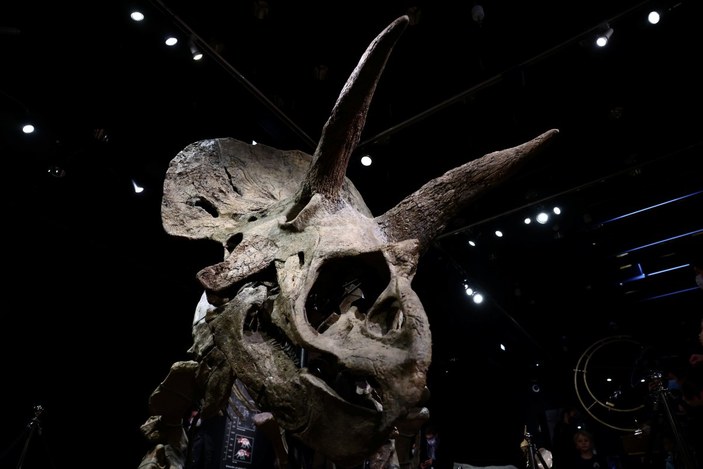 Dinozor 'Big John'un kalıntıları 8 milyon dolara satıldı