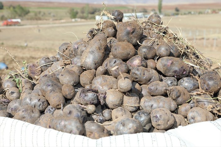 Sivas'ta mor renkli patates hasadı