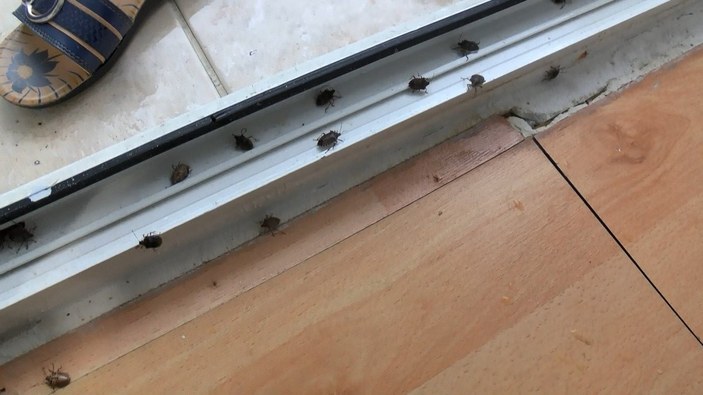 İstanbul’un yeni kabusu: Kokarca böceği
