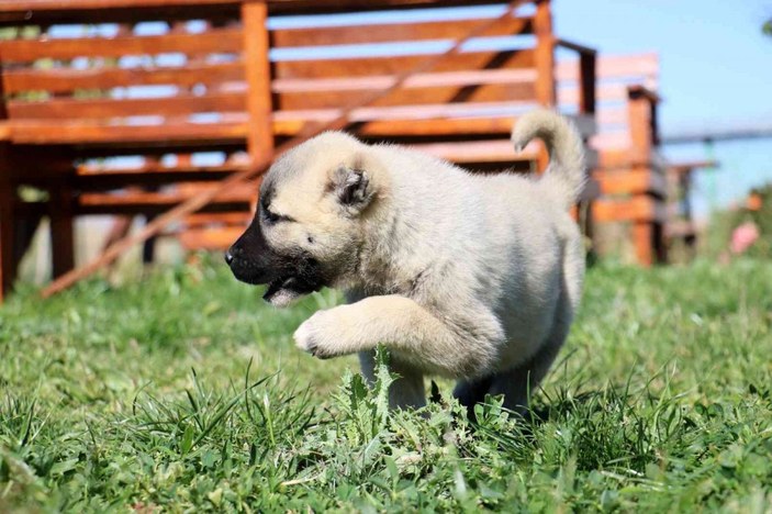 Kangal köpek yavruları 5 bin liraya kadar satılıyor