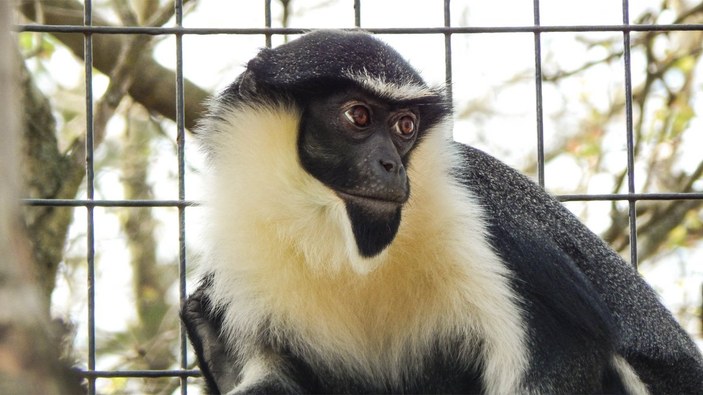Dünyanın en yaşlı Diana maymunu, Japonya'da öldü