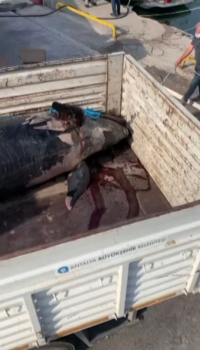 Yalancı katil balina Antalya'da görüldü