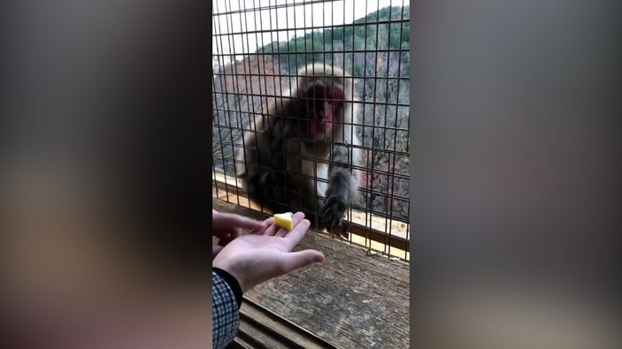 Japonya'da sihirbazlık oyununa şaşıran maymun