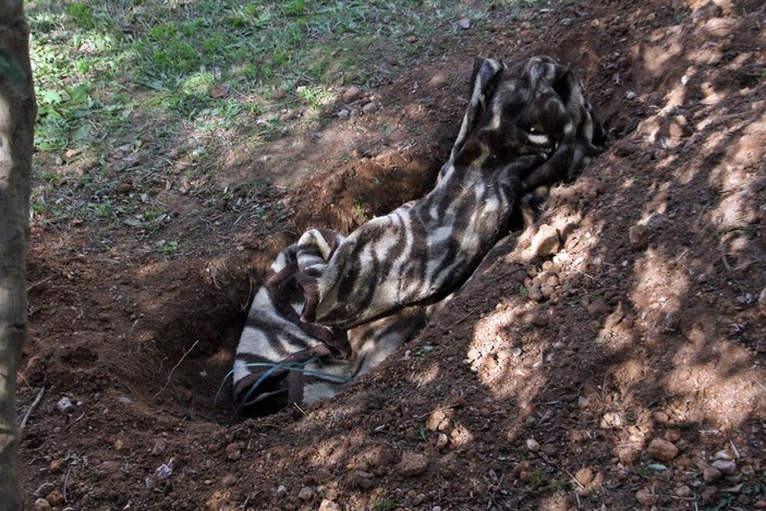Antalya'da ölen köpeğini gömen vatandaş, ihbar üzerine çılgına döndü