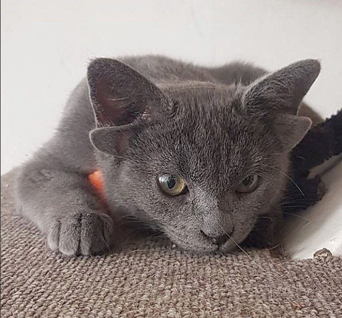 Mutasyon nedeniyle 4 kulaklı doğan yavru kedi 'Midas'