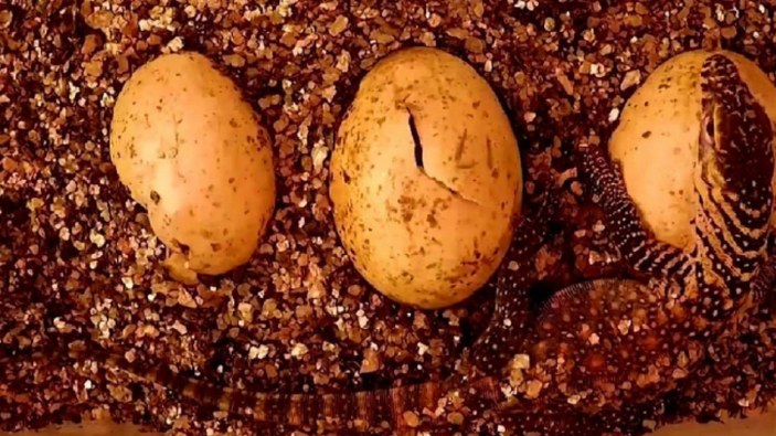 Komodo ejderlerinin yumurtadan çıkışı görüntülendi