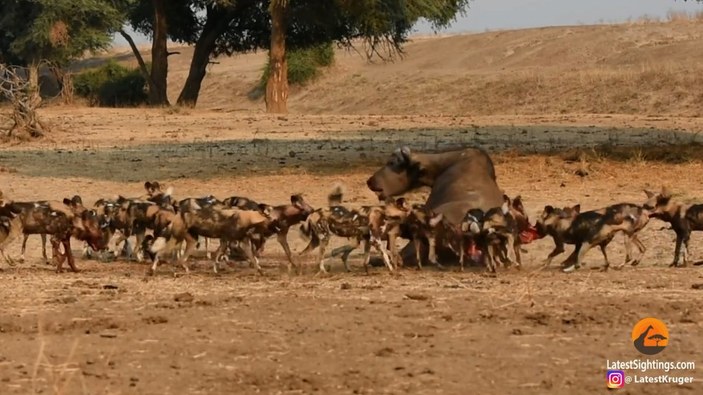 Afrika'daki bufalo, yaban köpeklerine canlı canlı yem oldu