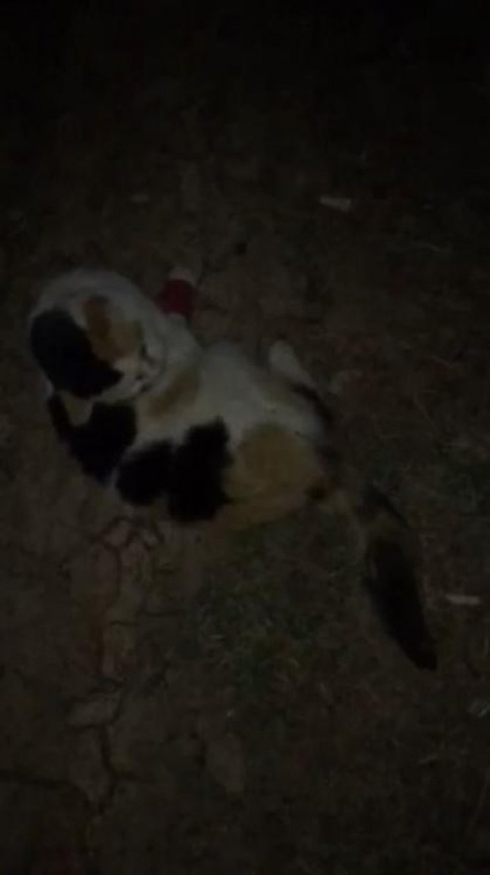 Antalya’da kedilerin zehirlendiği görünce, gözyaşlarını tutamadı