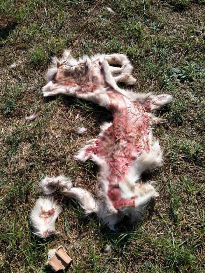 Aydın’da, yüzülmüş köpek derisi ve ölü kedi bulundu