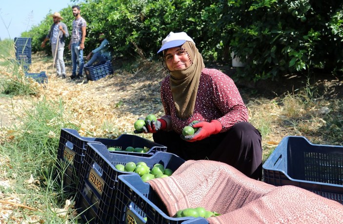 Adana'da, günlük 124 liraya tarım işçisi bulunamadı