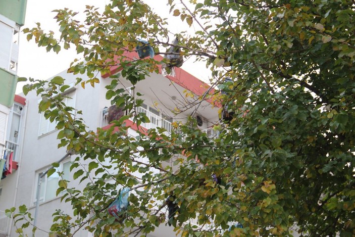 Antalya'da konteynere atılan çöpler ağaçta asılı kaldı