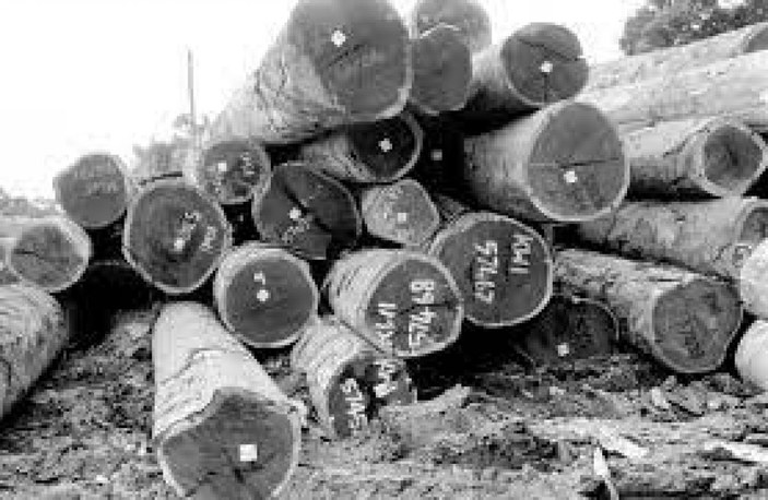 Vakanüvis, CHP'nin orman katliamına neden olan uygulamasını yazdı
