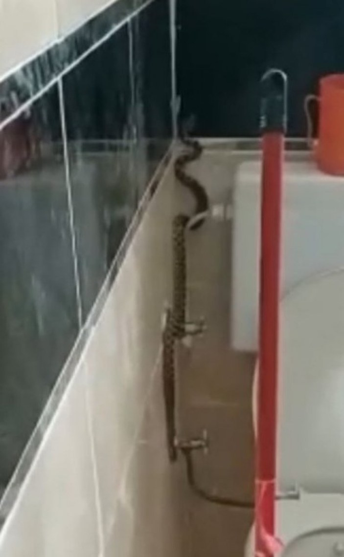 Aydın'da bir kişi yüzünü yıkamak için girdiği banyoda yılanla karşılaştı