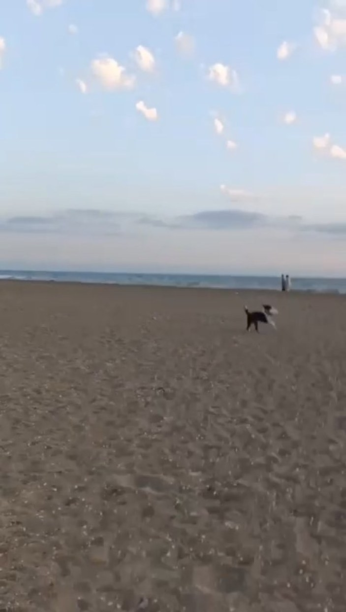 Bursa'da sahilde oturan gencin ayakkabısını köpek kaptı
