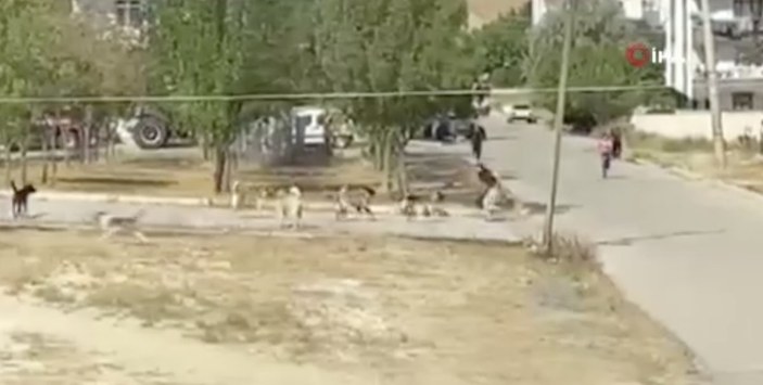 Ankara'da küçük kız, başıboş köpeklerin hedefi oldu