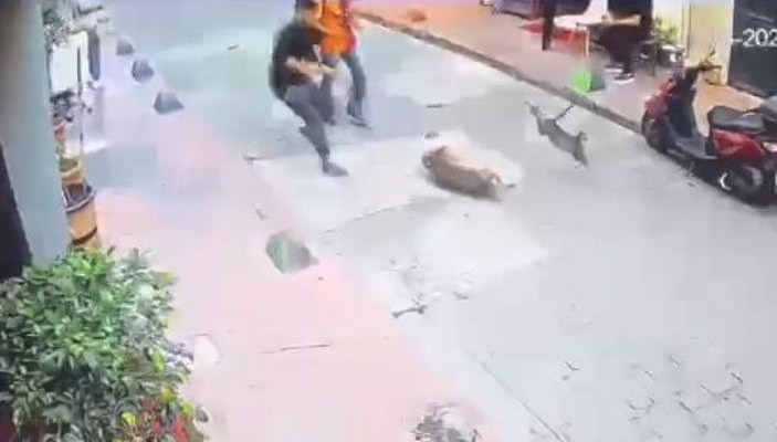 Beyoğlu’nda köpeklere saldıran kedi
