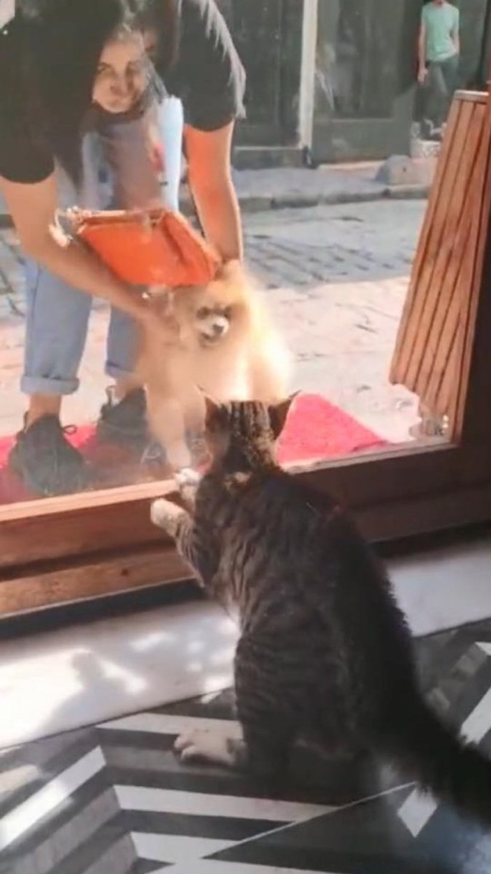 Beyoğlu’nda köpeklere saldıran kedi