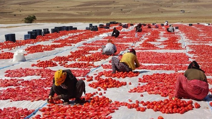 Bitlis’in kurutulmuş domatesleri Amerika ve Avrupa’ya ihraç ediliyor
