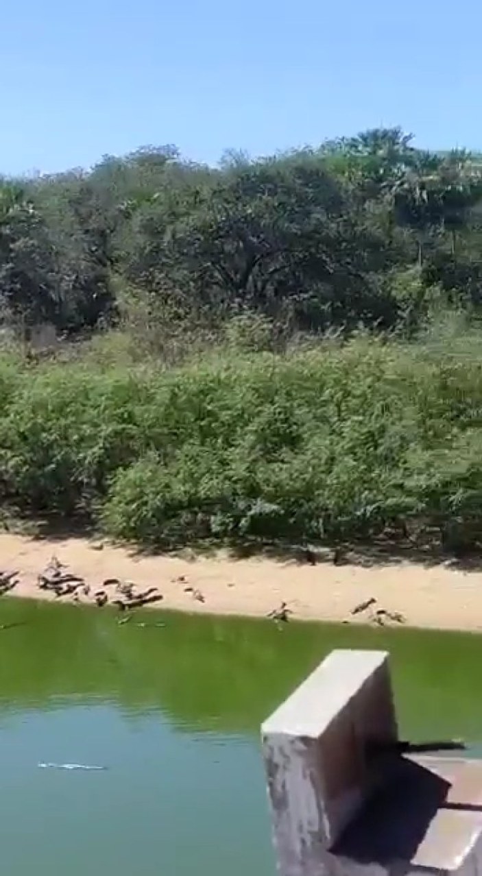 Brezilya'da timsah alarmı: Yüzlercesi karaya çıktı