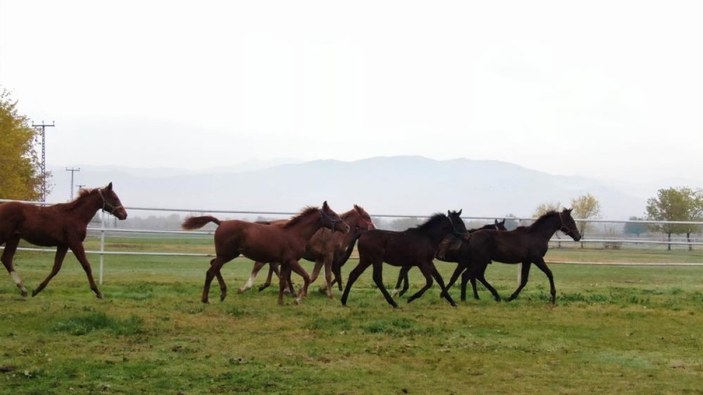 Elazığ'da 46 yarışta 46 birincilik elde eden atın çiftliğinde yeni şampiyonlar yetişiyor