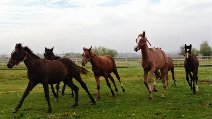 Elazığ'da 46 yarışta 46 birincilik elde eden atın çiftliğinde yeni şampiyonlar yetişiyor