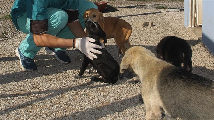 Konya'daki barınakta bulunan hayvanlar sağlık taramasından geçirildi