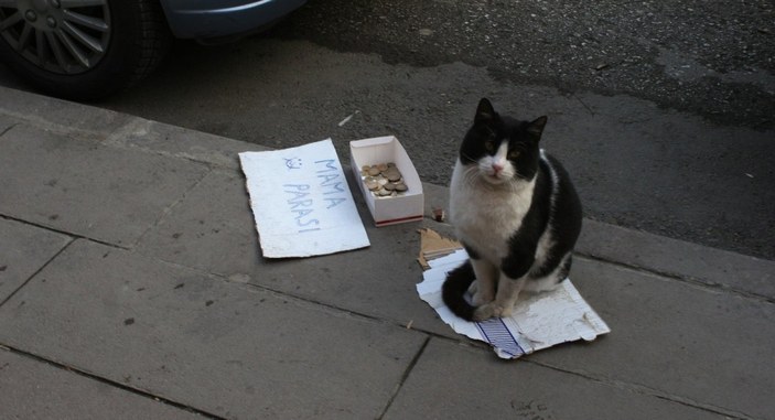 Bilecik'te bir kedi, mama parası biriktirmek için kaldırımda bekliyor