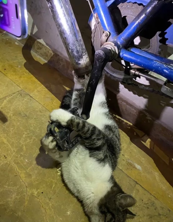 Bursa'da bisikletin zincirine sıkışan kediyi itfaiye kurtardı