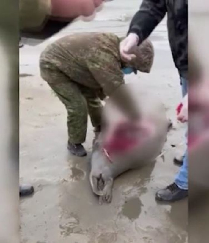 Hazar Denizi kıyısında binlerce ölü fok bulundu