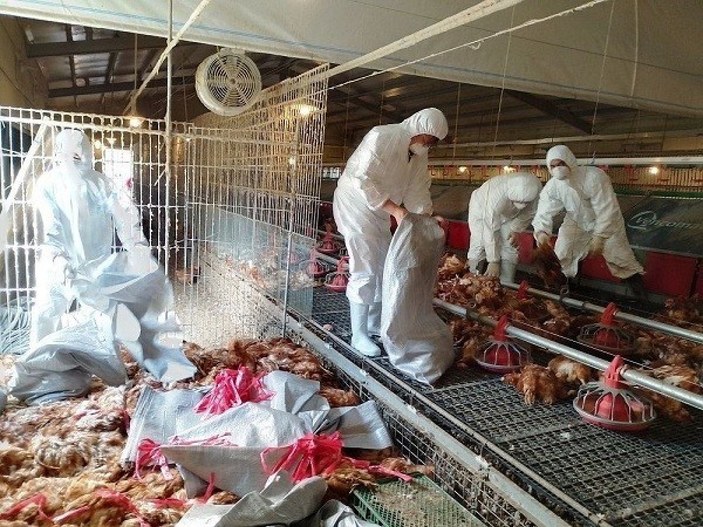 Tayland’da kuş gribi nedeniyle 8 bin 599 tavuk itlaf edildi 