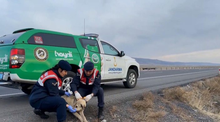 Aksaray'da kazalara karşı sokak köpeklerine reflektörlü tasma uygulaması