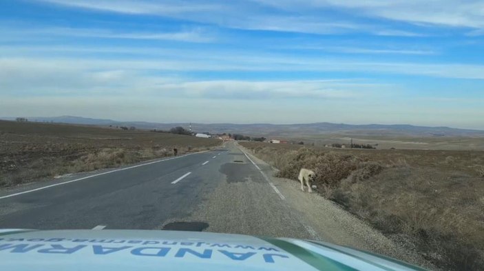 Aksaray'da kazalara karşı sokak köpeklerine reflektörlü tasma uygulaması