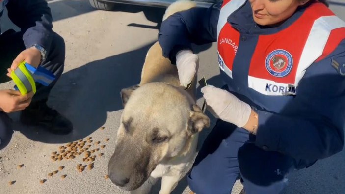 Aksaray'da kazalara karşı sokak köpeklerine reflektörlü tasma uygulaması