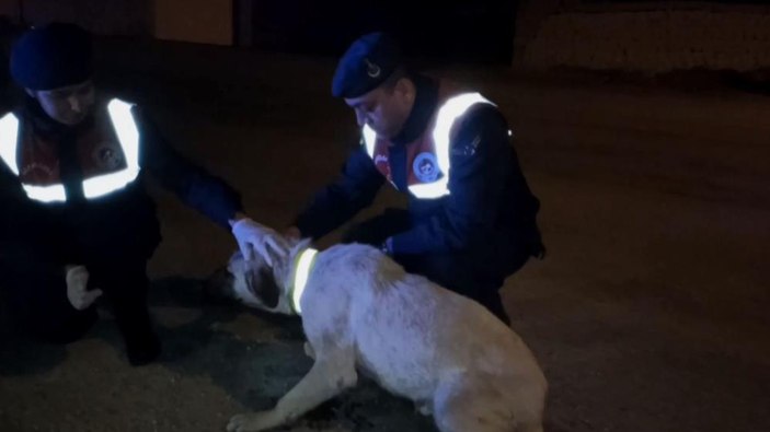 Aksaray'da kazalara karşı sokak köpeklerine reflektörlü tasma uygulaması