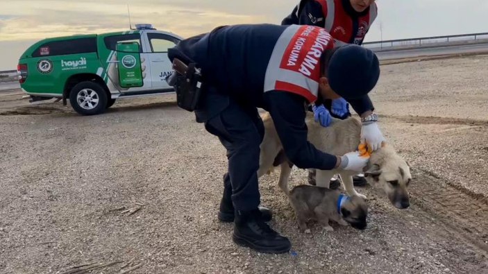 Aksaray'da kazalara karşı sokak köpeklerine reflektörlü tasma uygulaması