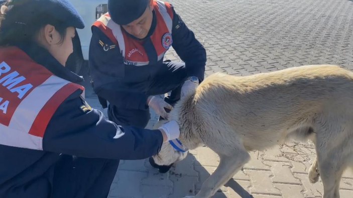 Aksaray'da kazalara karşı sokak köpeklerine reflektörlü tasma uygulaması