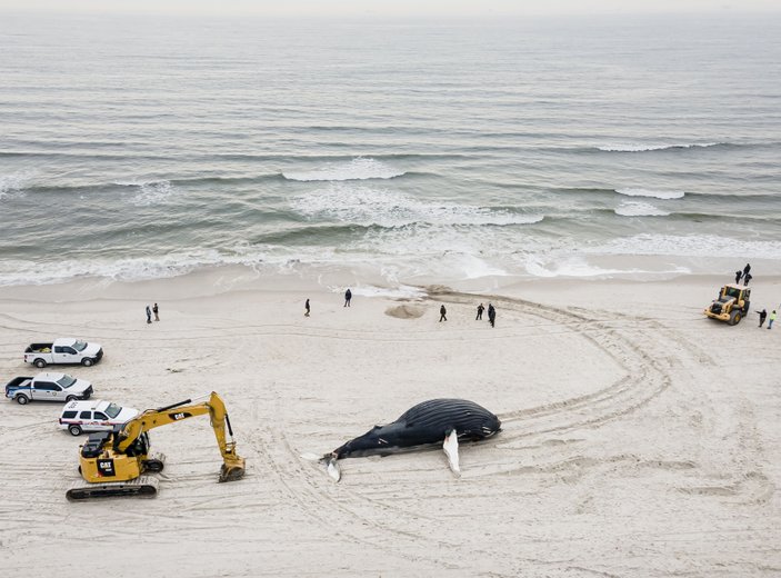 ABD'de son 2 ayda 15 balina karaya vurdu