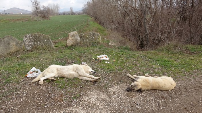 Tokatlı vatandaşlar başıboş köpekler yüzünden tedirgin