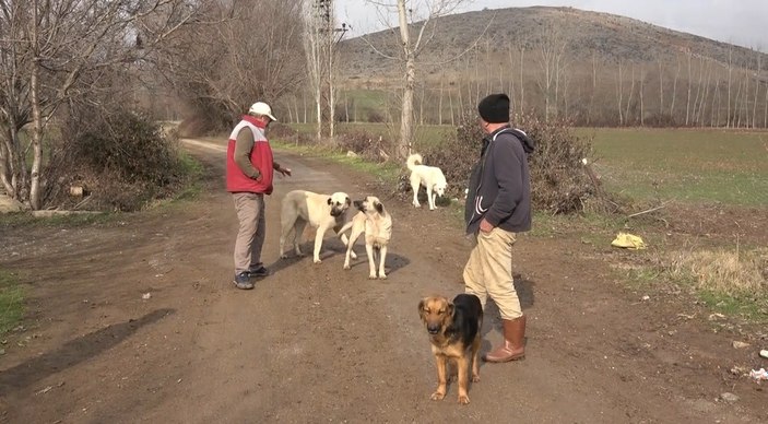 Tokatlı vatandaşlar başıboş köpekler yüzünden tedirgin