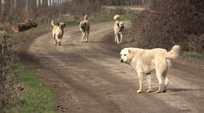 Tokatlı vatandaşlar başıboş köpekler yüzünden tedirgin