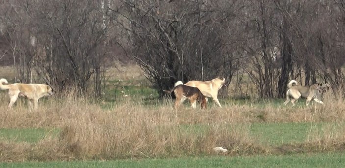 Tokatlı vatandaşlar başıboş köpekler yüzünden tedirgin