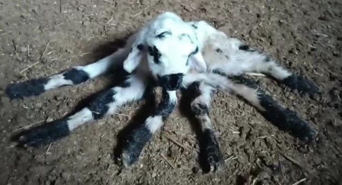 Diyarbakır'da bir kuzu 6 bacaklı doğdu