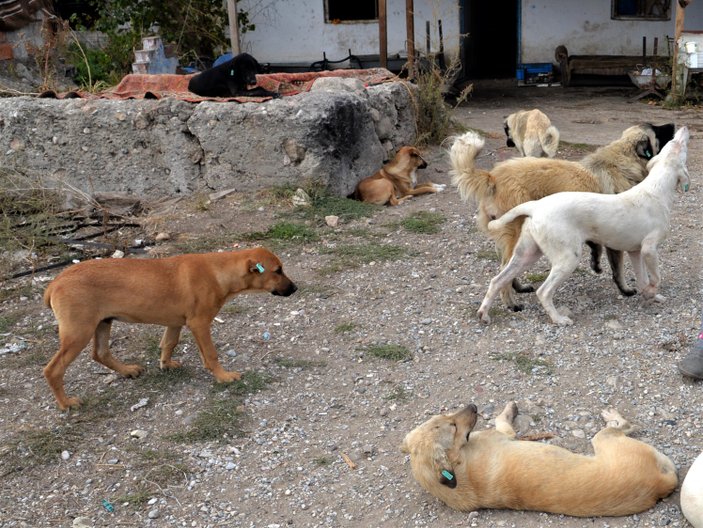 Ülkemizde başıboş köpek sorunu çözüme kavuşturulmayı bekliyor