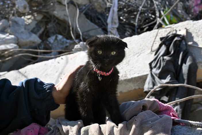 Adıyaman'da yavru kedi 1