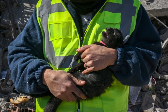 Adıyaman'da yavru kedi 1