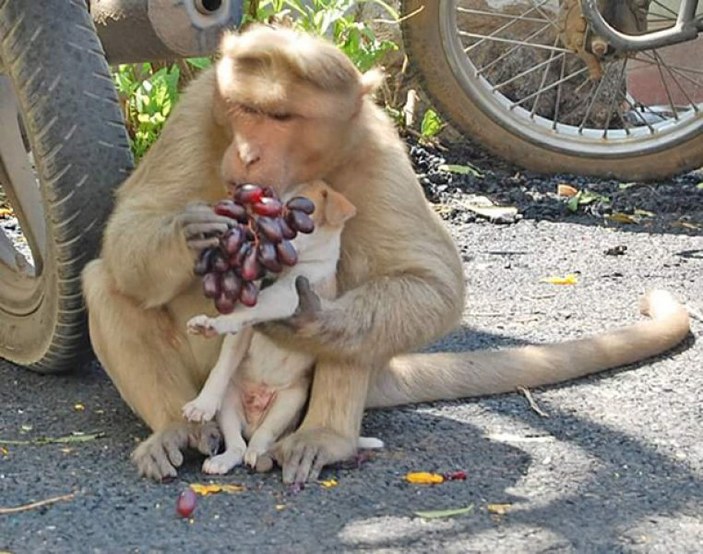 Yavru köpeğe annelik yapan maymun